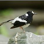 Spotted Forktail / Enicurus maculatus