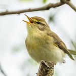 Кривоклювый бюльбюль / Eurillas curvirostris