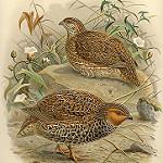 Новозеландский перепел / Coturnix novaezelandiae