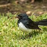 White-bellied Fantail / Rhipidura euryura