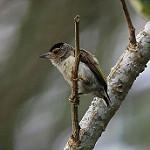 Plain-breasted Piculet / Picumnus castelnau