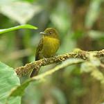 Sapayoa / Sapayoa aenigma
