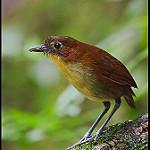 Yellow-breasted Antpitta / Grallaria flavotincta