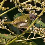 Масковый апалис / Apalis binotata