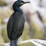 Баклановые / Phalacrocoracidae фото