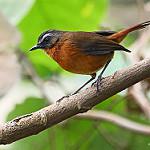 Рувензорский рыжехвост / Dessonornis archeri