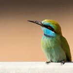 фото