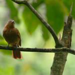 Rufous Piha / Lipaugus unirufus