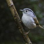 Альциппы / Alcippeidae фото