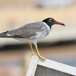 Белоглазая чайка / Ichthyaetus leucophthalmus
