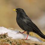 Альпийская галка, альпийская клушица / Pyrrhocorax graculus