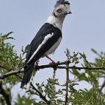 Grey-crested Helmetshrike / Prionops poliolophus