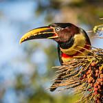 Chestnut-eared Aracari / Pteroglossus castanotis