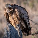Африканский сип / Gyps africanus