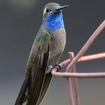 Blue-throated Mountaingem / Lampornis clemenciae
