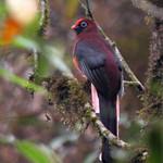 Ward's Trogon / Harpactes wardi