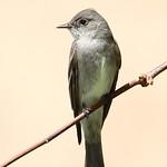 Западный пиви / Contopus sordidulus