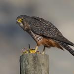 New Zealand Falcon / Falco novaeseelandiae