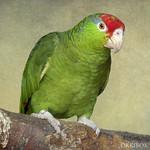 Зеленощёкий амазон / Amazona viridigenalis