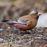 Grey-crowned Rosy Finch / Leucosticte tephrocotis
