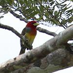 Scarlet-hooded Barbet / Eubucco tucinkae