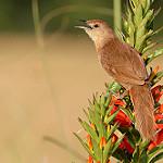 Пестрогрудый эспинеро / Phacellodomus striaticollis