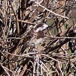 White-fronted Honeyeater / Purnella albifrons
