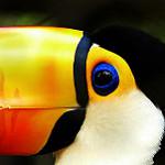 Toco Toucan / Ramphastos toco
