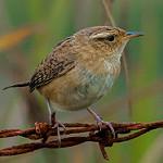 Grass Wren / Cistothorus platensis