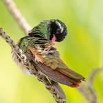 Xantus's Hummingbird / Basilinna xantusii