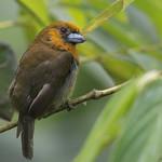 Prong-billed Barbet / Semnornis frantzii