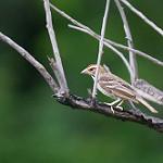 Каштановоголовый коробиндо / Plocepasser superciliosus