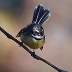 Bougainville Fantail / Rhipidura drownei