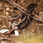 Madagascar Nightjar / Caprimulgus madagascariensis