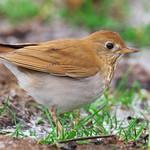 Veery / Catharus fuscescens