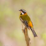 Western Spindalis / Spindalis zena