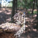 Чешуйчатый дятелок / Picumnus squamulatus