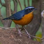 Indian Blue Robin / Larvivora brunnea