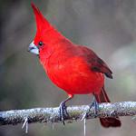 Пурпурный кардинал / Cardinalis phoeniceus
