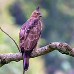 Wallace's Hawk-Eagle / Nisaetus nanus