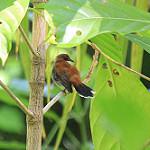 Manus Fantail / Rhipidura semirubra
