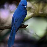 Кобальтовая райская мухоловка / Terpsiphone cyanescens