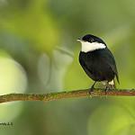 White-ruffed Manakin / Corapipo altera