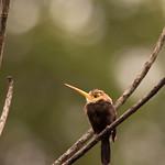 White-throated Jacamar / Brachygalba albogularis