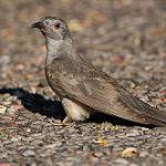 Кустарниковая кукушка / Cacomantis variolosus