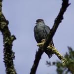 Мадагаскарский гривун / Alectroenas madagascariensis