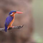Малахитовый зимородок / Corythornis cristatus