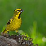 Yellow Cardinal / Gubernatrix cristata