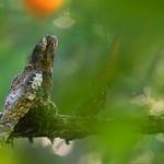 Hodgson's Frogmouth / Batrachostomus hodgsoni