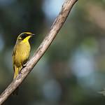 Медососовые / Meliphagidae фото